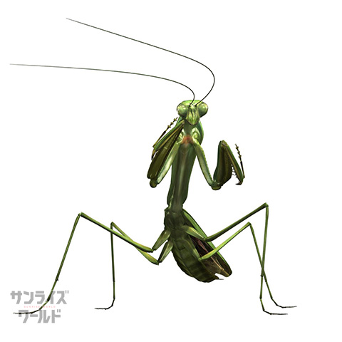 カマキリ
