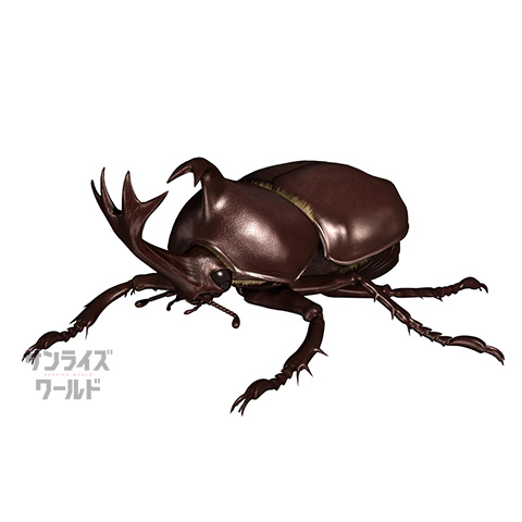 カブトムシ