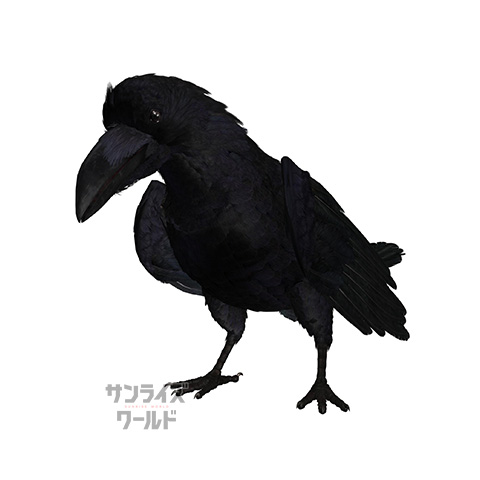 カラス