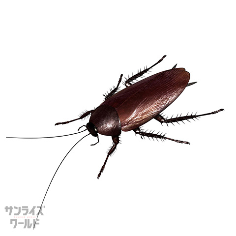 ゴキブリ